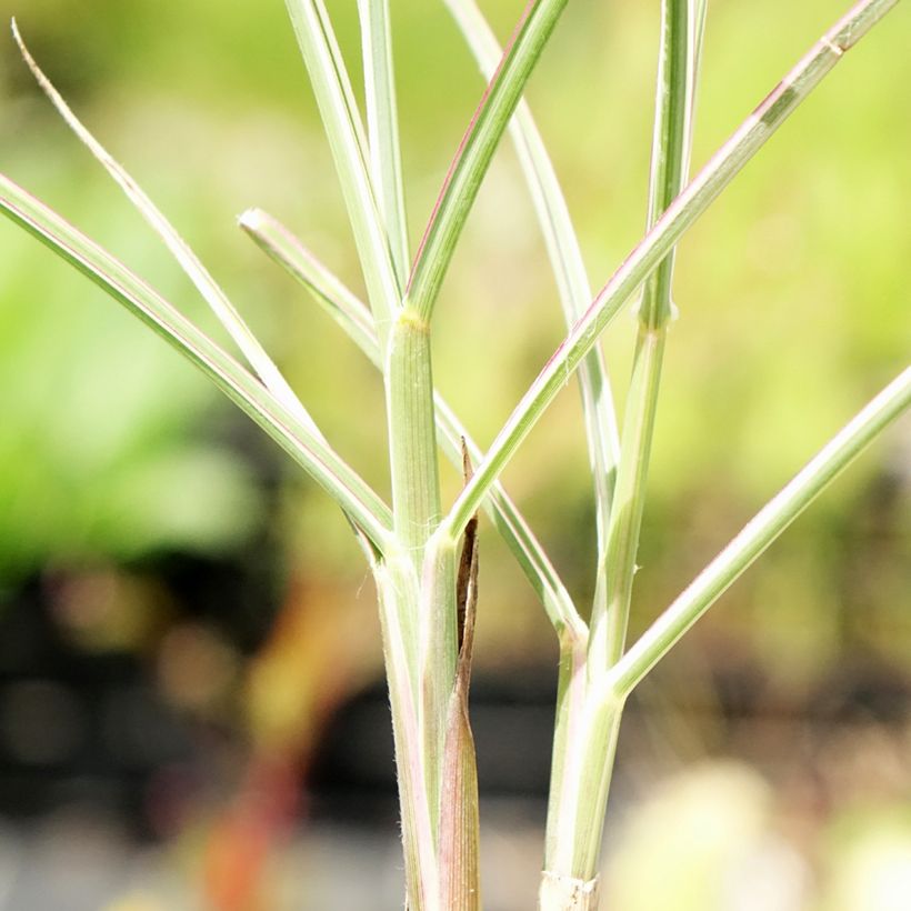 Miscanthus sinensis Morning Bright - Roseau de Chine (Feuillage)