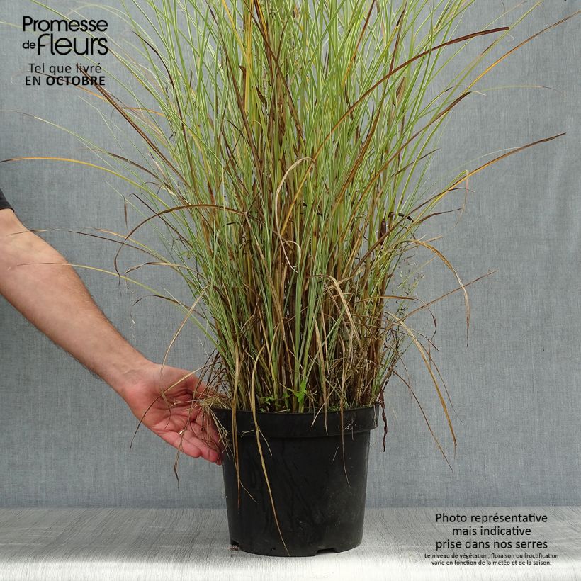 Spécimen de Miscanthus sinensis Morning Light - Eulalie, Roseau de Chine Pot de 7,5L/10L tel que livré en automne