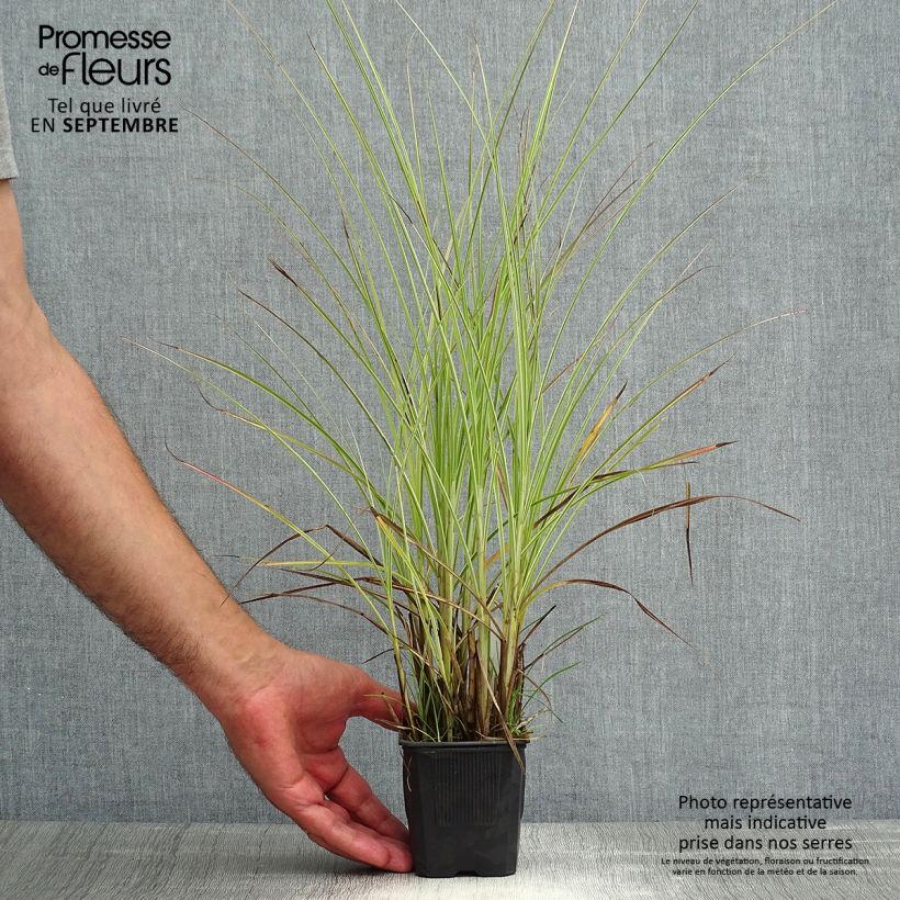 Spécimen de Miscanthus sinensis Morning Light - Eulalie, Roseau de Chine Godet de 8/9 cm tel que livré en été