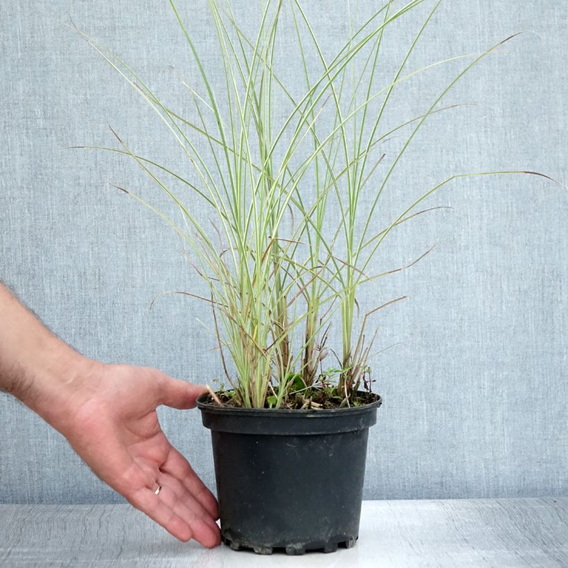 Spécimen de Miscanthus sinensis Morning Light - Eulalie, Roseau de Chine Pot de 2L/3L tel que livré en été