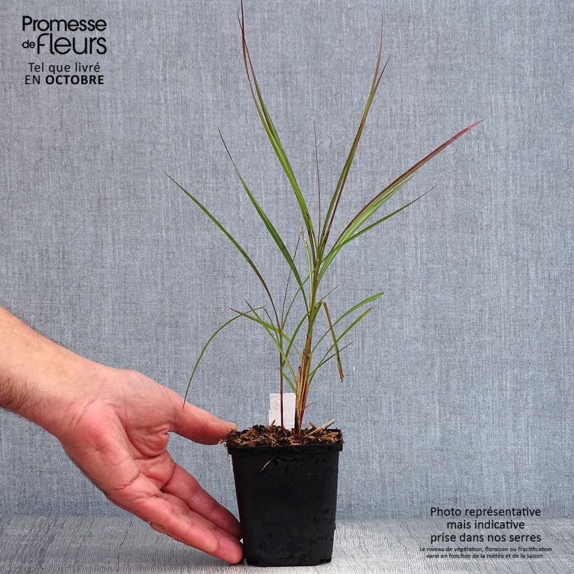Spécimen de Miscanthus sinensis Purple Fall® - Eulalie, Roseau de Chine Godet de 8/9 cm tel que livré en automne