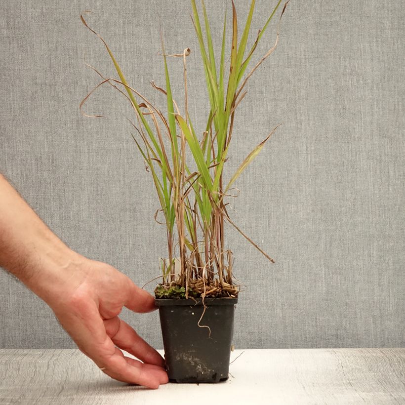 Spécimen de Miscanthus sinensis Purpurascens, Eulalie Godet de 8/9 cm tel que livré en été