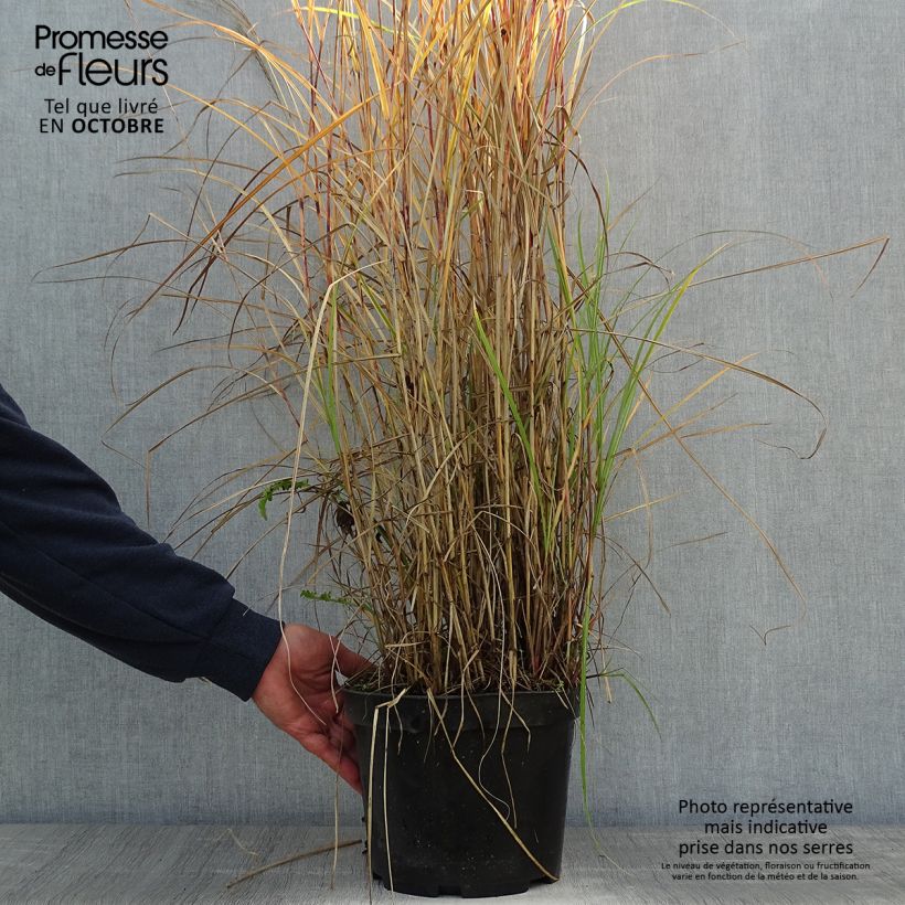 Spécimen de Miscanthus sinensis Red Chief - Roseau de Chine Pot de 4L/5L tel que livré en automne