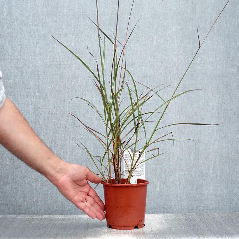 Spécimen de Miscanthus sinensis Samurai - Roseau de Chine Pot de 1L/1,5L tel que livré en été