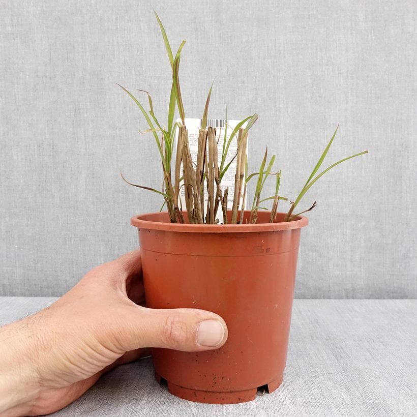 Spécimen de Miscanthus sinensis Samurai - Roseau de Chine - Pot de 1L/1,5L tel que livré au printemps