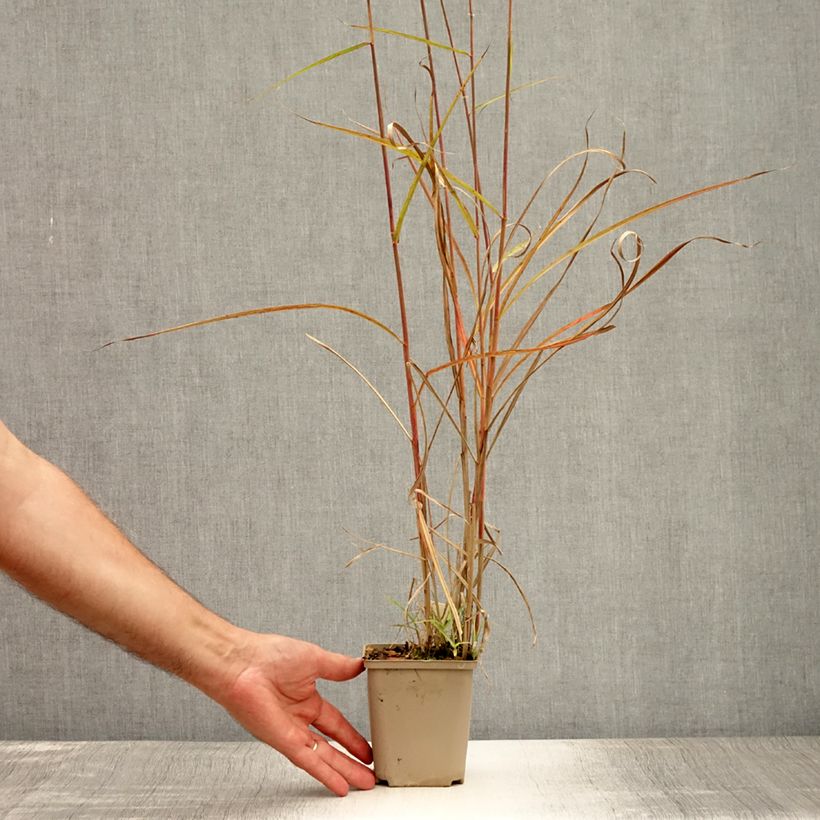 Spécimen de Miscanthus sinensis Sarabande - Eulalie, Roseau de Chine Godet de 8/9 cm tel que livré en été