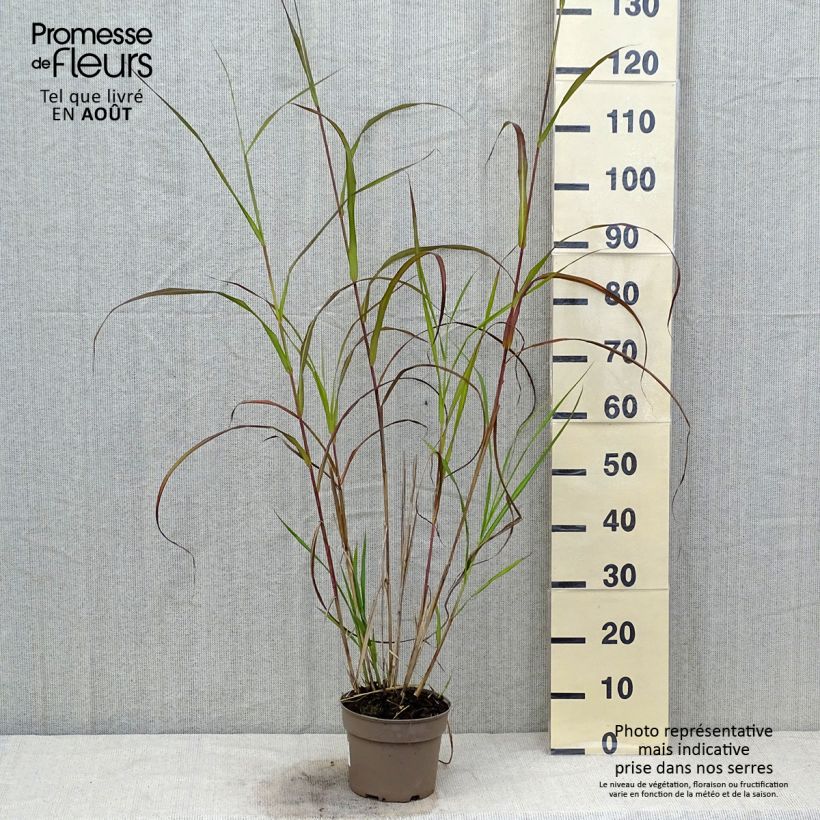 Spécimen de Miscanthus sinensis Silberfeder - Roseau de Chine Pot de 2L/3L tel que livré en été