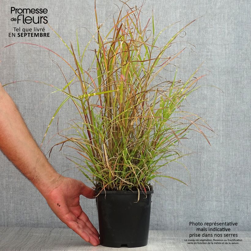 Spécimen de Miscanthus sinensis Strictus Dwarf - Roseau de Chine Pot de 2L/3L tel que livré en été