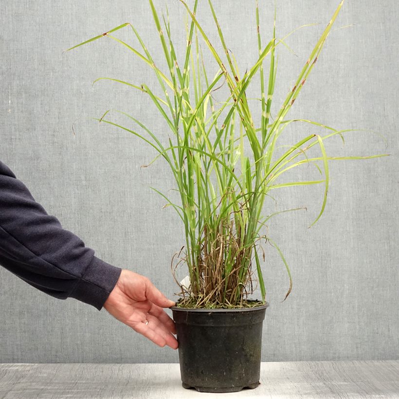 Spécimen de Miscanthus sinensis Strictus - Roseau de Chine Pot de 2L/3L tel que livré en été