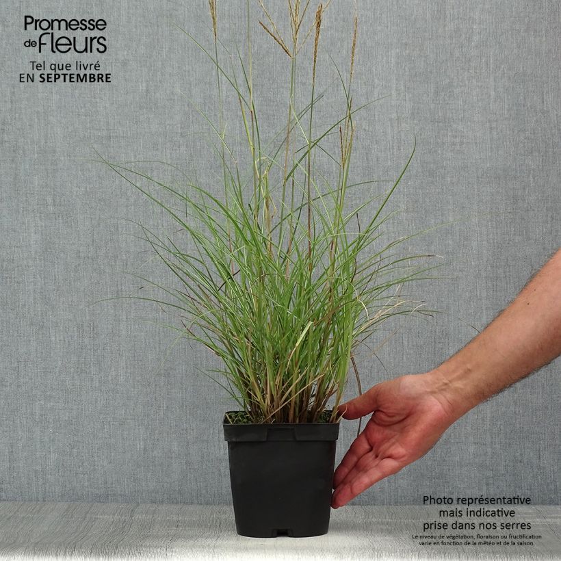 Spécimen de Miscanthus sinensis Yaku-Jima - Roseau de Chine  Pot de 2L/3L tel que livré en été