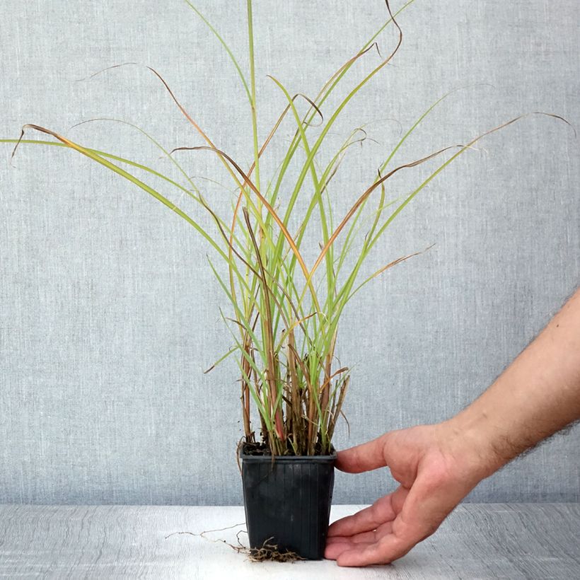 Spécimen de Miscanthus transmorrisonensis - Roseau de Chine Godet de 8/9 cm tel que livré en été