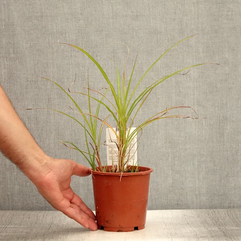 Spécimen de Miscanthus transmorrisonensis - Roseau de Chine Pot de 1L/1,5L tel que livré en été