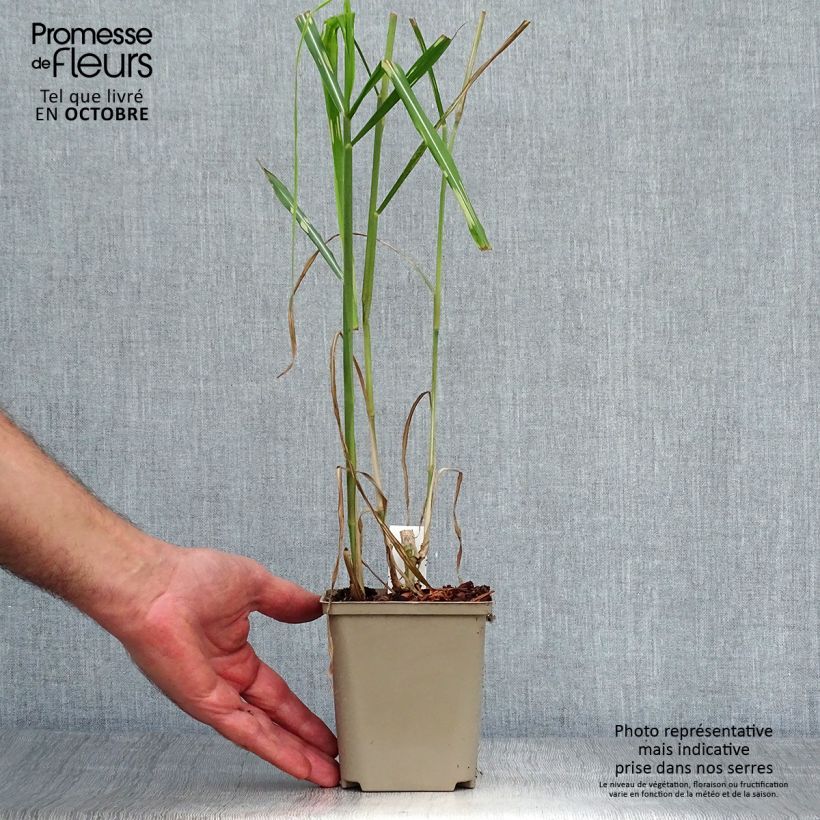 Spécimen de Miscanthus (x) giganteus Alligator - Roseau de Chine Pot de 10 cm/11cm tel que livré en automne