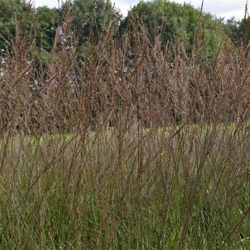 Molinia arundinacea Karl Foerster - Molinie (Floraison)