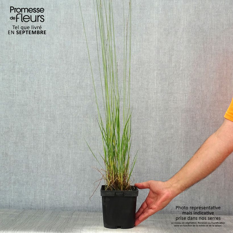 Spécimen de Molinia caerulea Edith Dudszus - Molinie bleue Pot de 2L/3L tel que livré en été