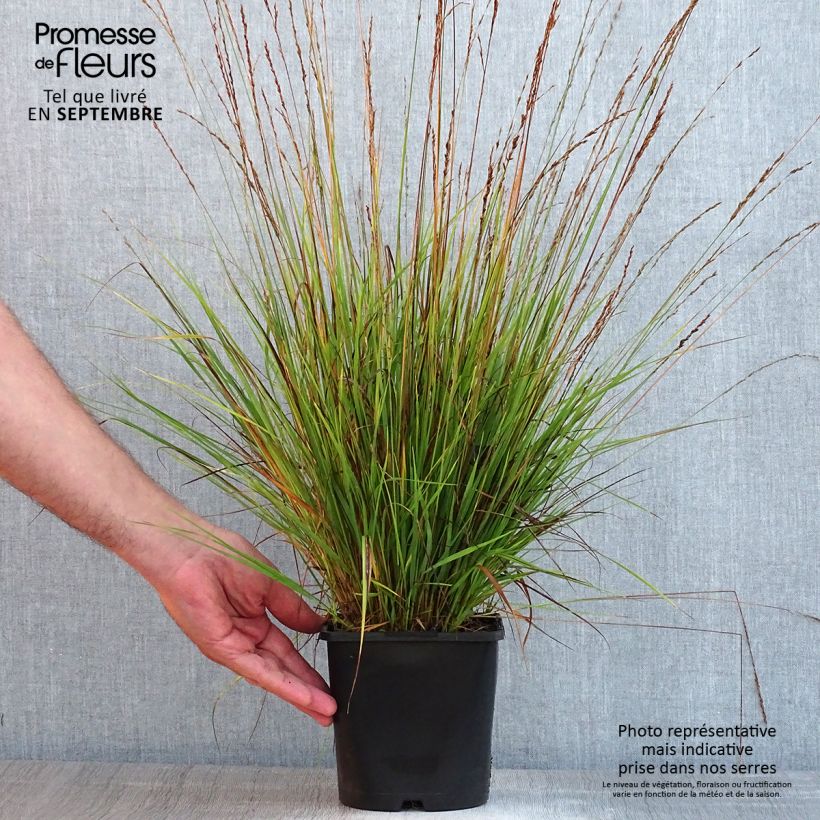 Spécimen de Molinia caerulea Heidezwerg - Molinie bleue à fleurs pourpre Pot de 2L/3L tel que livré en été