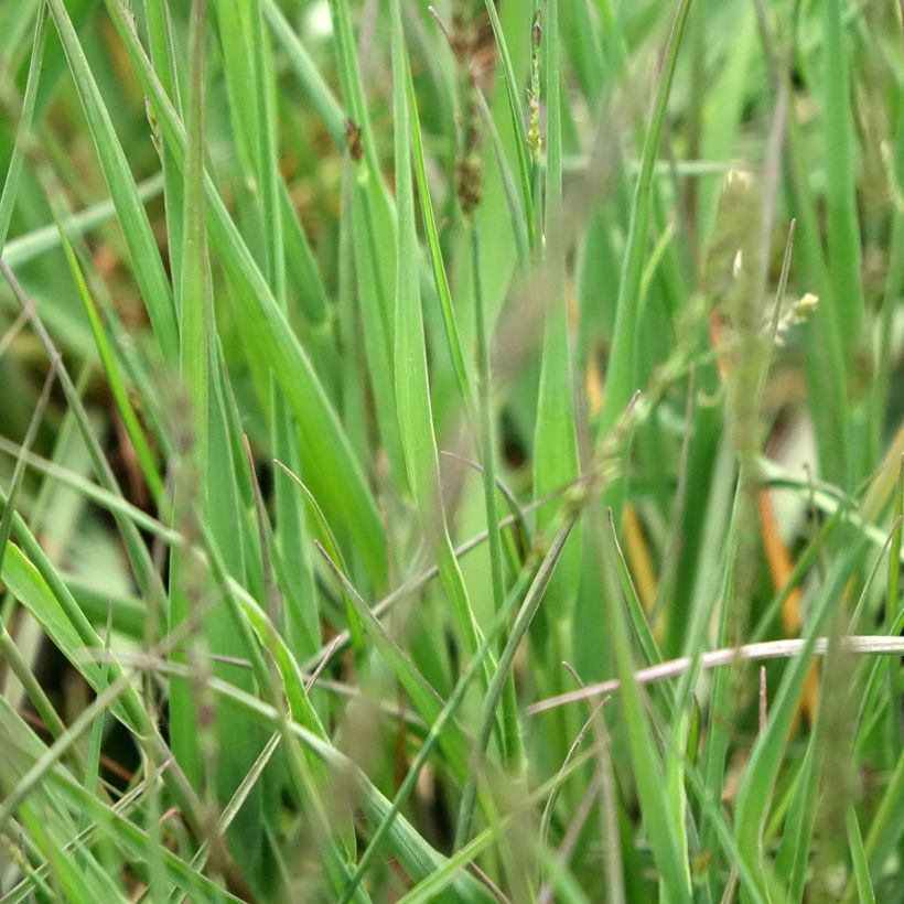 Molinia caerulea Moorflamme - Molinie bleue (Feuillage)