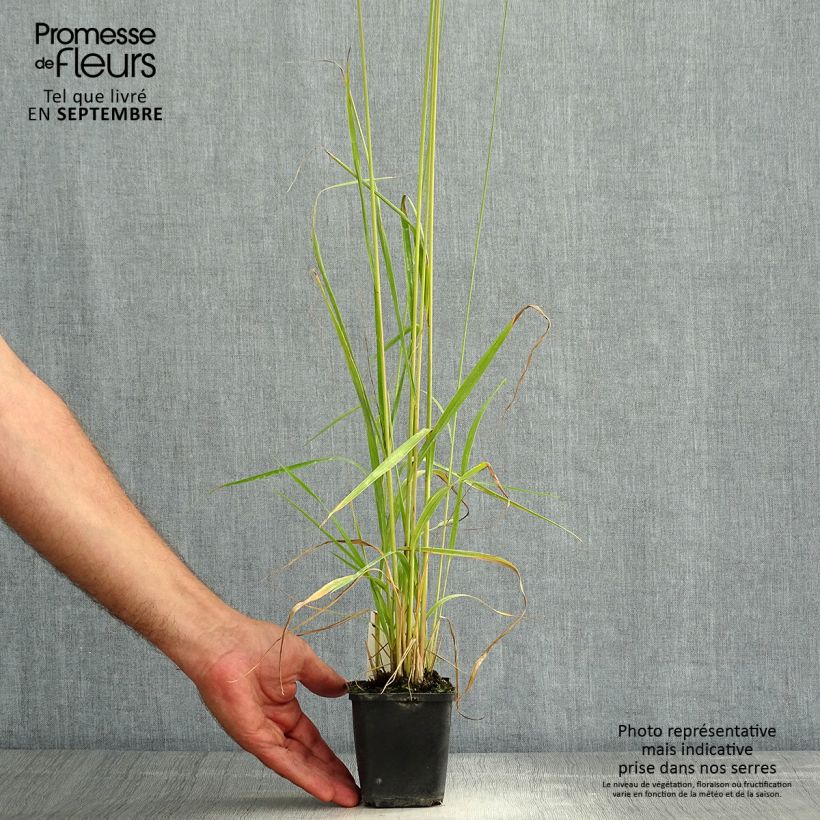 Spécimen de Molinia caerulea ssp arundinacea Fontäne Godet de 8/9 cm tel que livré en été