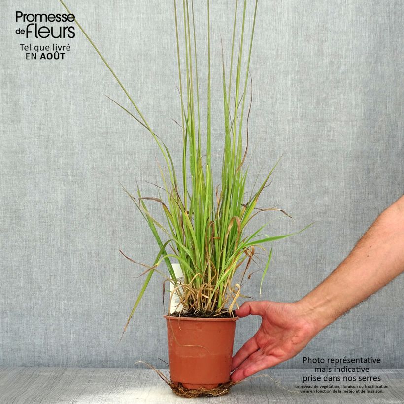 Spécimen de Molinia caerulea ssp arundinacea Fontäne Pot de 1L/1,5L tel que livré en été