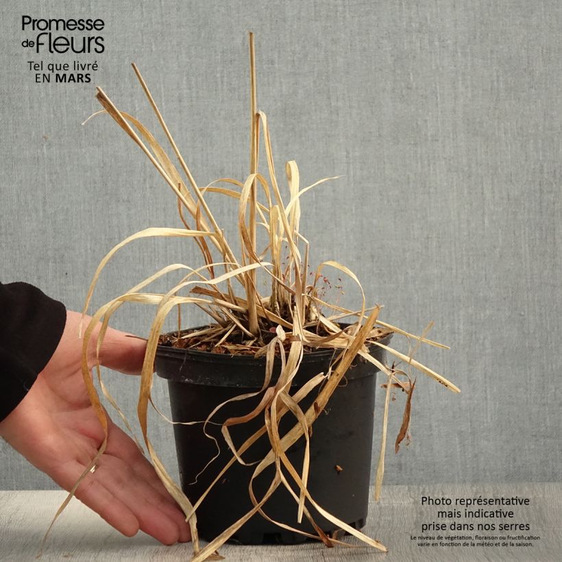 Spécimen de Molinia caerulea ssp arundinacea Transparent - Pot de 2L/3L tel que livré au printemps