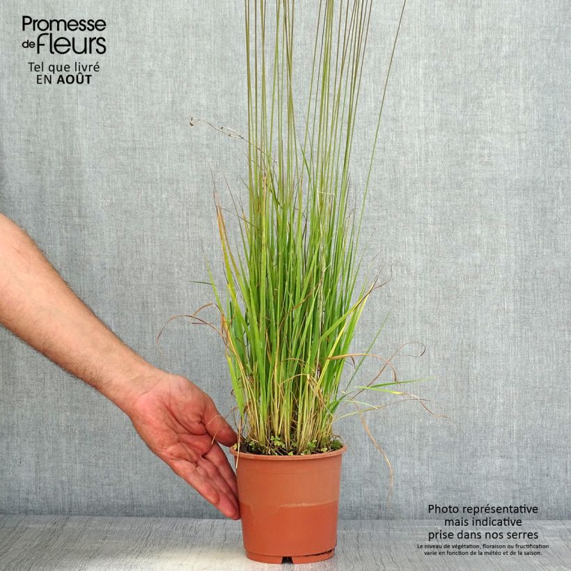 Spécimen de Molinia caerulea ssp caerulea Heidebraut - Molinie Pot de 1L/1,5L tel que livré en été