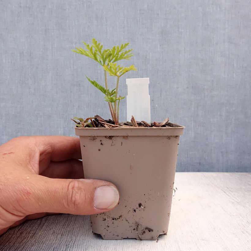 Spécimen de Molopospermum peloponnesiacum Godet de 8/9 cm tel que livré en été