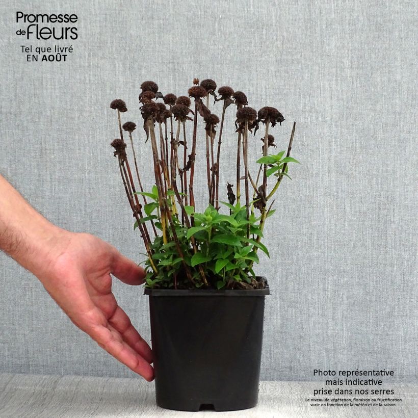 Spécimen de Monarda Bee True - Monarde Pot de 2L/3L tel que livré en été