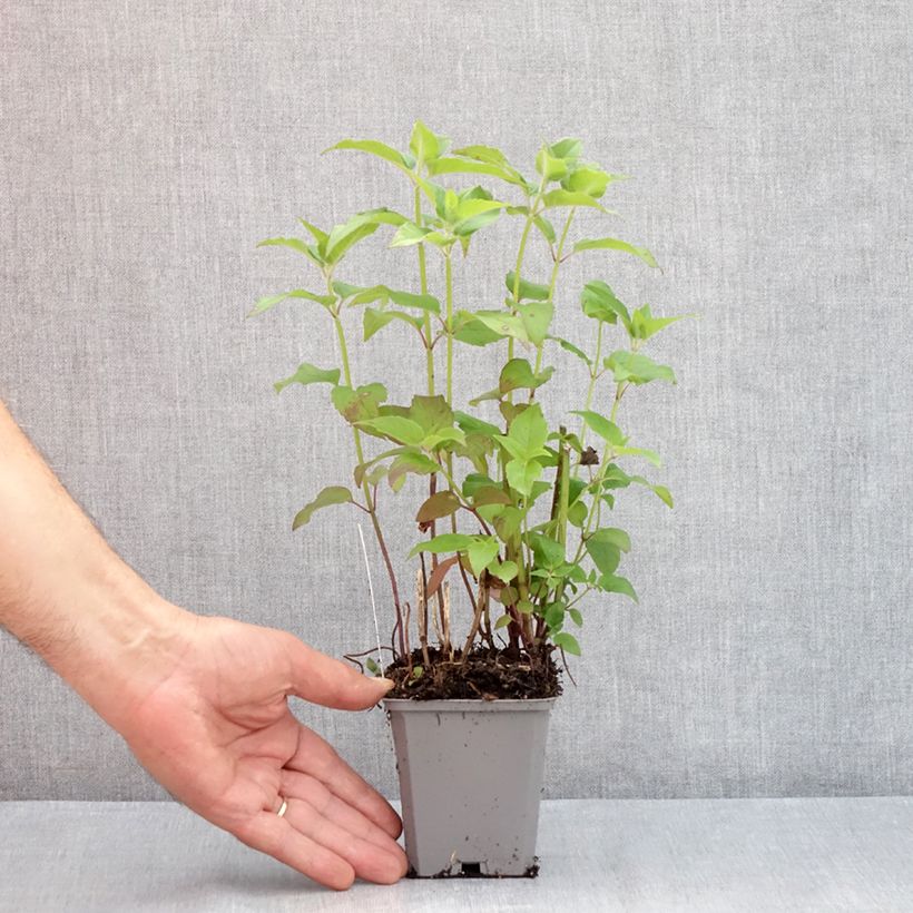 Spécimen de Monarde Blaustrumpf - Bergamote lilas foncé Godet de 8/9 cm tel que livré en été