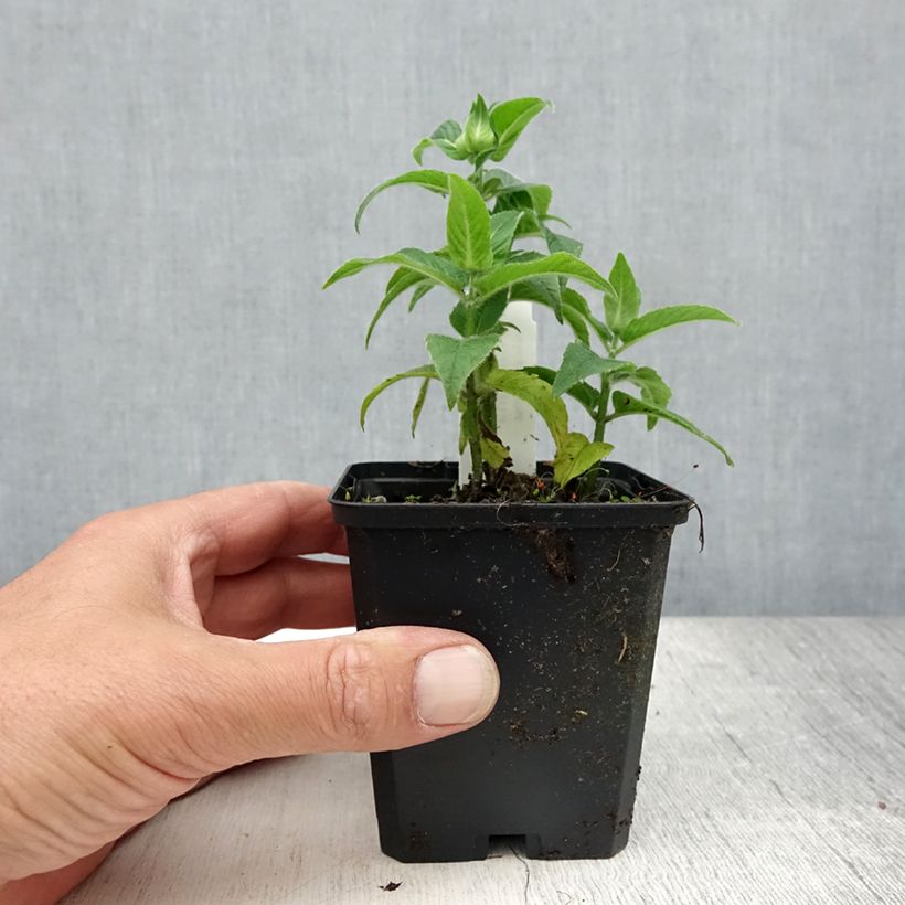 Spécimen de Monarde Cranberry Lace - Bergamote rose pourpré Godet de 8/9 cm tel que livré en été