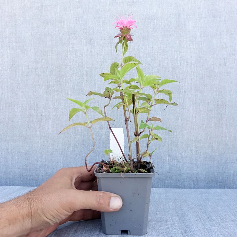 Spécimen de Monarde Croftway Pink - Bergamote rose clair Godet de 8/9 cm tel que livré en été