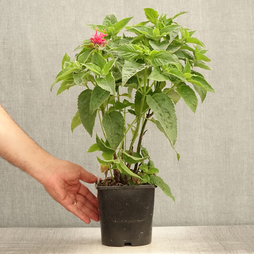 Spécimen de Monarde didyma Pink Supreme - Bergamote rose-rouge Pot de 1,5L/2L tel que livré en été