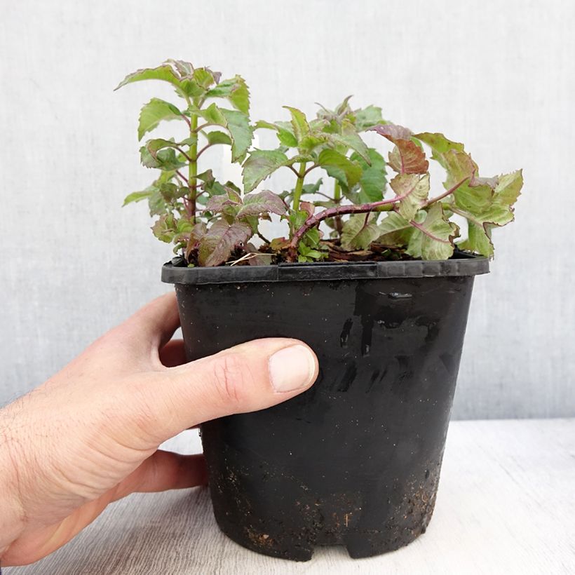 Spécimen de Monarde didyma Pink Supreme - Bergamote rose-rouge - Pot de 1,5L/2L tel que livré au printemps