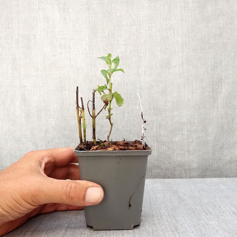 Spécimen de Monarde Feuerschopf - Bergamote rouge intense. Godet de 8/9 cm tel que livré en été