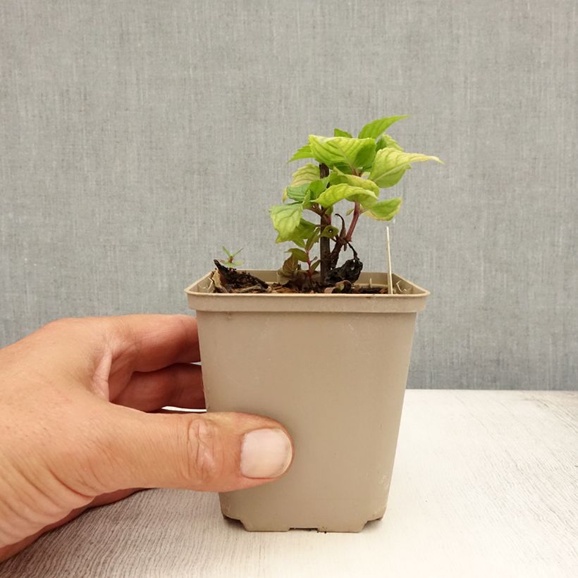 Spécimen de Monarde Fireball - Bergamote rouge Godet de 8/9 cm tel que livré en été