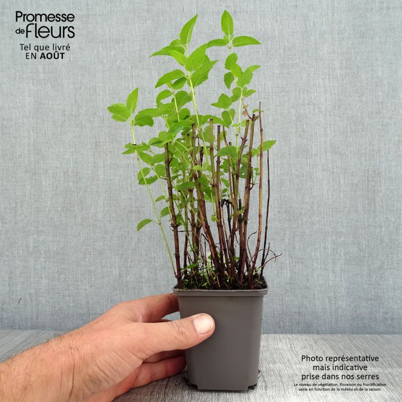 Spécimen de Monarde fistulosa menthifolia - Bergamote sauvage Godet de 8/9 cm tel que livré en été