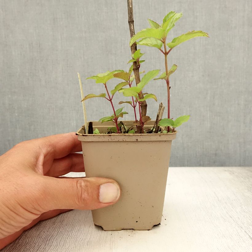 Spécimen de Monarde Heidelerche - Bergamote rose-rouge Godet de 8/9 cm tel que livré en été