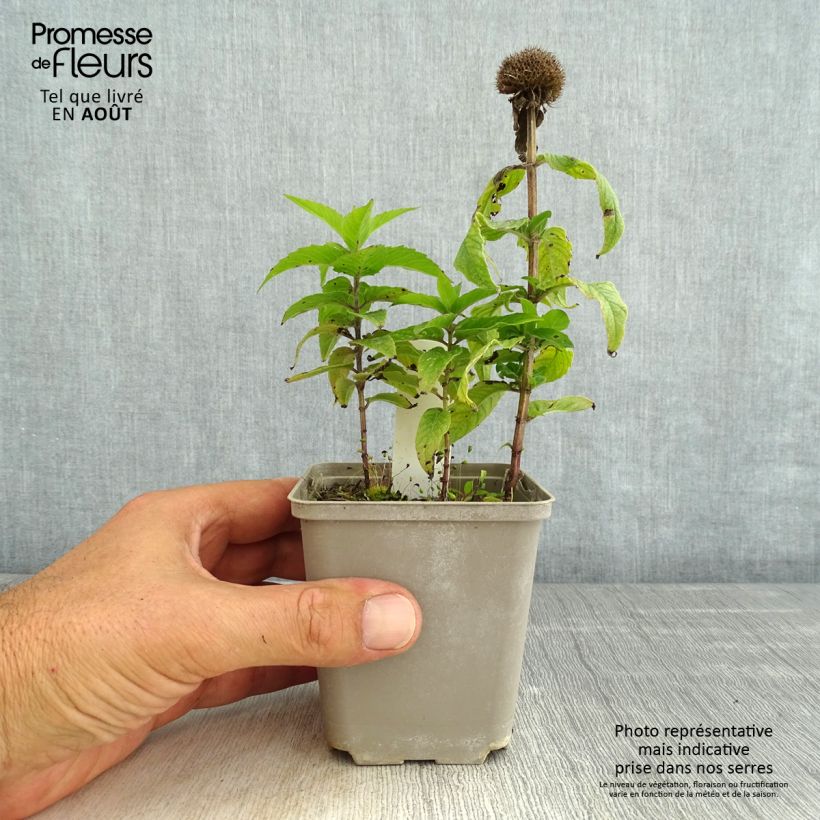 Spécimen de Monarde Pardon Me rose - Bergamote rose Godet de 8/9 cm tel que livré en été