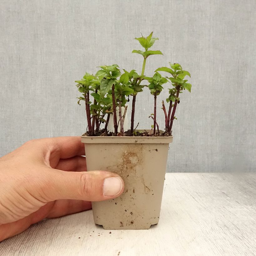 Spécimen de Monarde Petite Delight - Bergamote naine, rose franc. Godet de 8/9 cm tel que livré en été