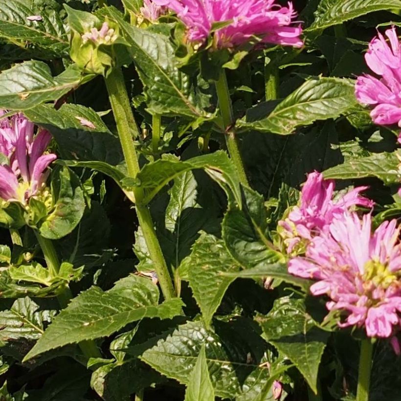 Monarde Pink Lace - Bergamote compacte, rose foncé (Feuillage)