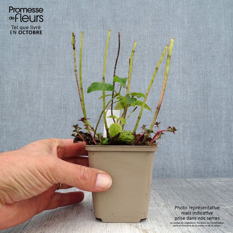 Spécimen de Monarde Squaw - Thé d'Oswego Squaw - Monarda Bergamote Squaw Godet de 8/9 cm tel que livré en automne
