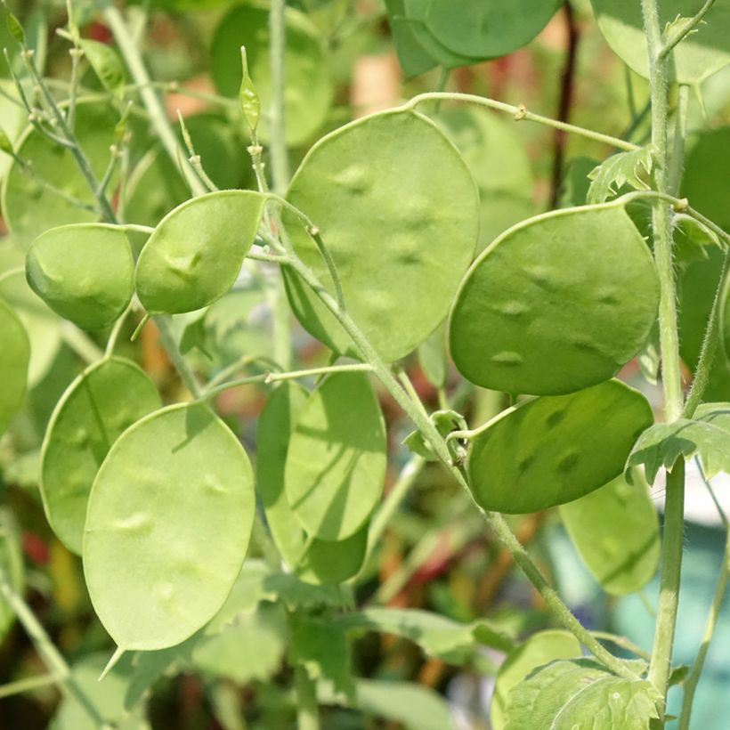 Monnaie du Pape Blanche - Lunaria annua Alba (Feuillage)