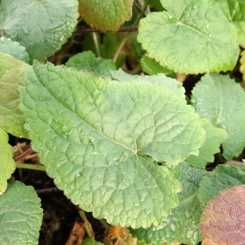Monnaie du Pape - Lunaria annua (Feuillage)