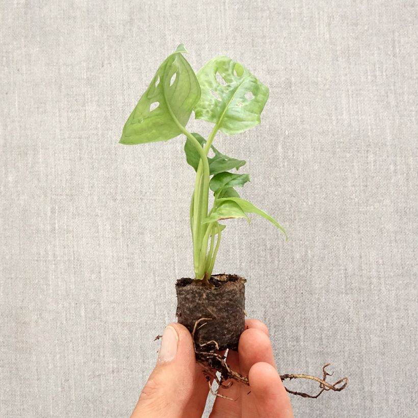 Spécimen de Monstera adansonii - Plante gruyère - Mini-motte Ø 3/4 cm tel que livré au printemps