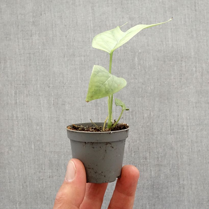 Spécimen de Monstera Amydrium medium Silver Mini-plante tel que livré au printemps