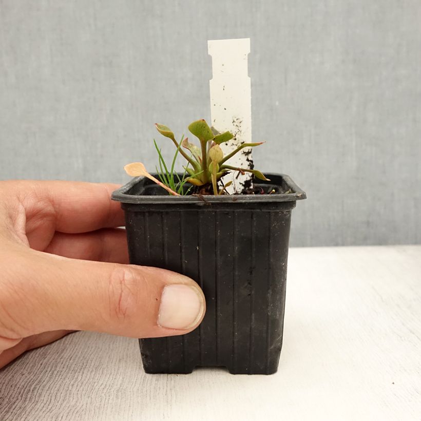 Spécimen de Montia ou Claytonia sibirica Godet de 8/9 cm tel que livré en été