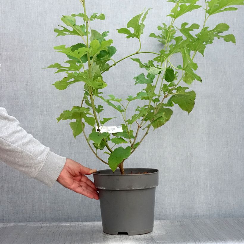 Spécimen de Morus acidosa Mulle - Mûrier de Corée Pot de 4L/5L tel que livré en été