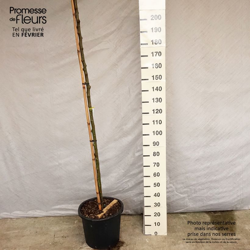 Spécimen de Morus alba Fruitless - Mûrier blanc stérile Haute tige 8/10 en pot de 18L Pot de 18L/20L tel que livré au printemps