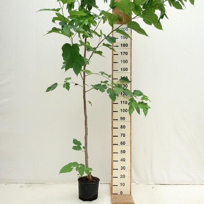 Spécimen de Morus alba Fruitless - Mûrier blanc stérile Pot de 7,5L/10L tel que livré en été