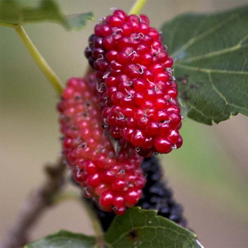 Morus alba Giant Fruit - Mûrier blanc (Récolte)