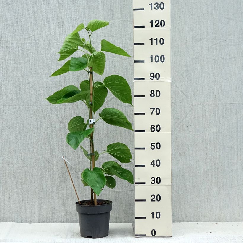 Spécimen de Morus alba Giant Fruit - Mûrier blanc Pot de 3L/4L tel que livré en été